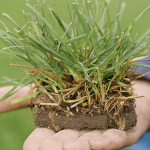 What is the deal with land rehabilitation?