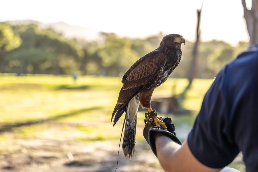 Eco-Friendly bird abatement gains ground as poison loses favour