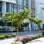 Designing Healing Gardens: Landscaping Principles for Hospitals and Clinics